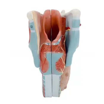 Анатомическая модел на ларинкса на човека, увеличена 2 пъти Анатомическая модел на ларинкса, подвижен модел на гърлото на човека, анатомия за болести, директна доставка