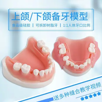 Упражнение за подготовка на зъбите за студенти: модел на горната и долната челюст, половинный устата, подвижни зъби, упражнение по налагане на периодонтално шев